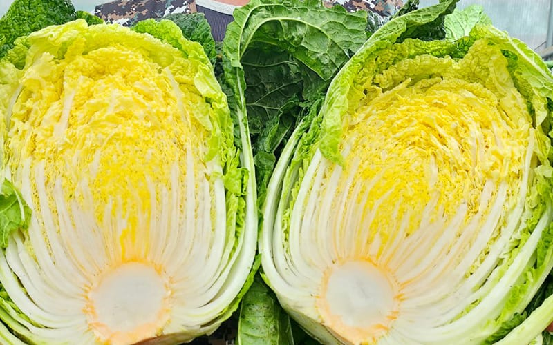한마음농업법인 갤러리 5