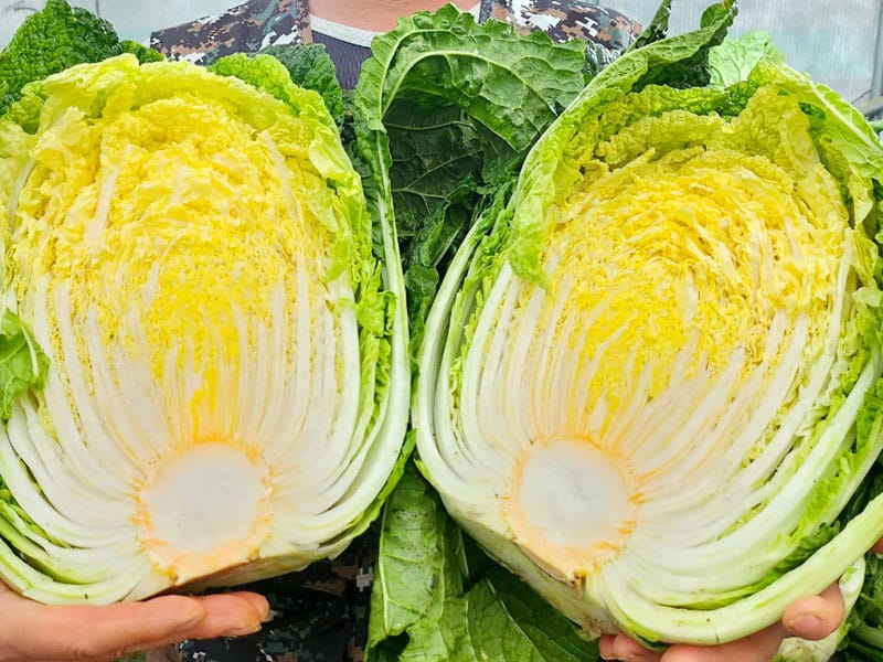 한마음농업법인 소개 이미지 1